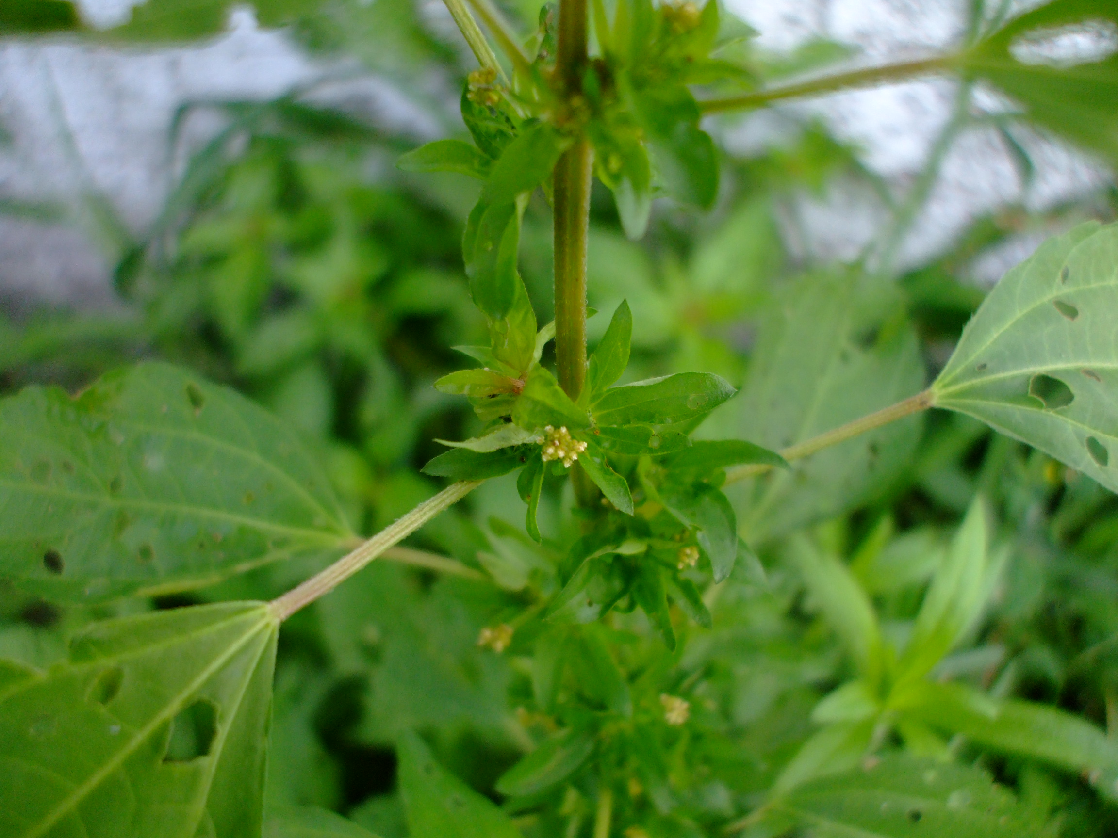 Acalypha rhomboidea